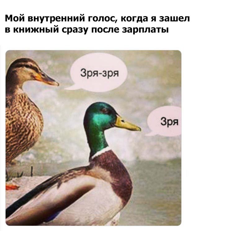 Мемы про уток. Утка крыжень. Зря зря. Утки зря зря-зря. Уточка говорит зря зря