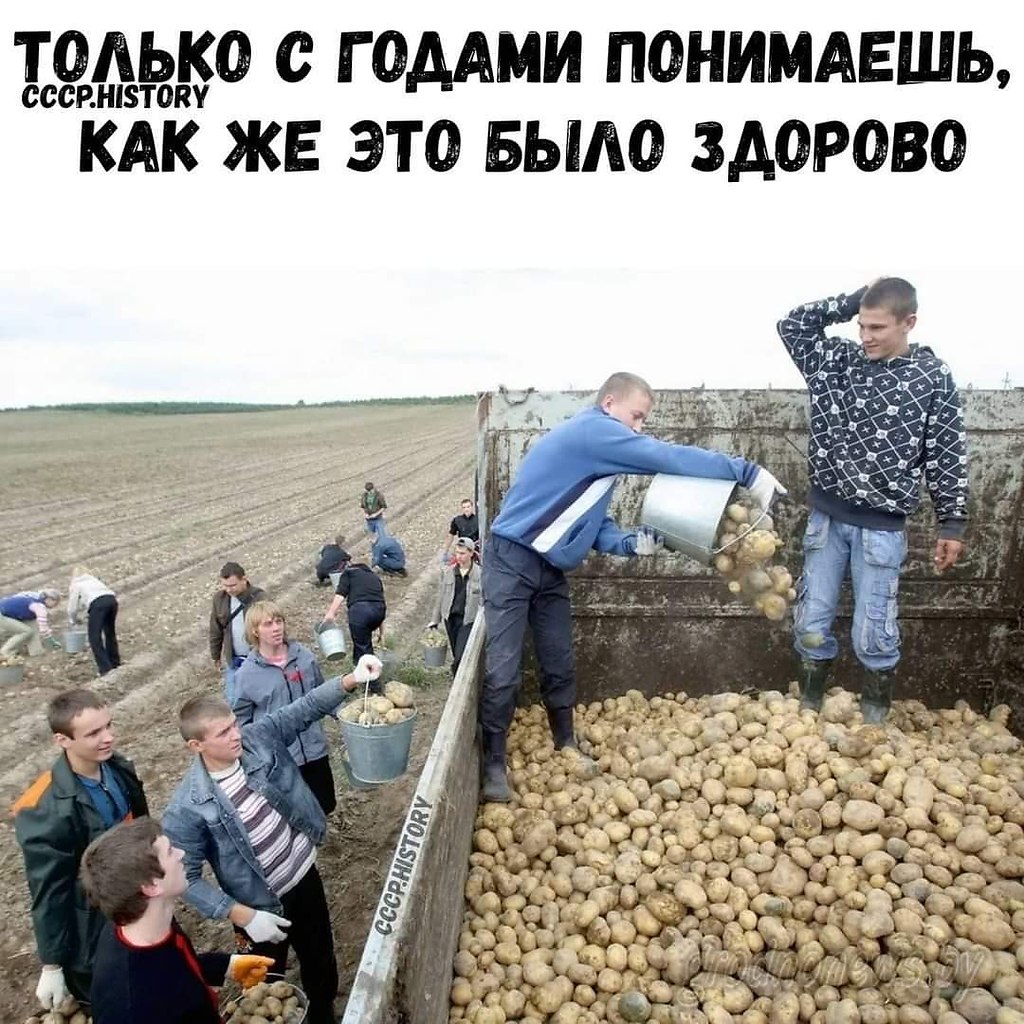 Время собирать картофель. Уборка картофеля в колхозе. Уборка урожая в колхозе. Школьники на уборке картофеля. Школьники на картошке.