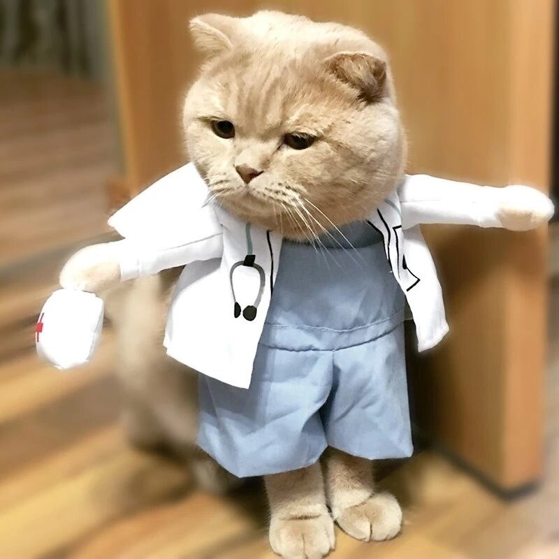 Кот доктор картинки