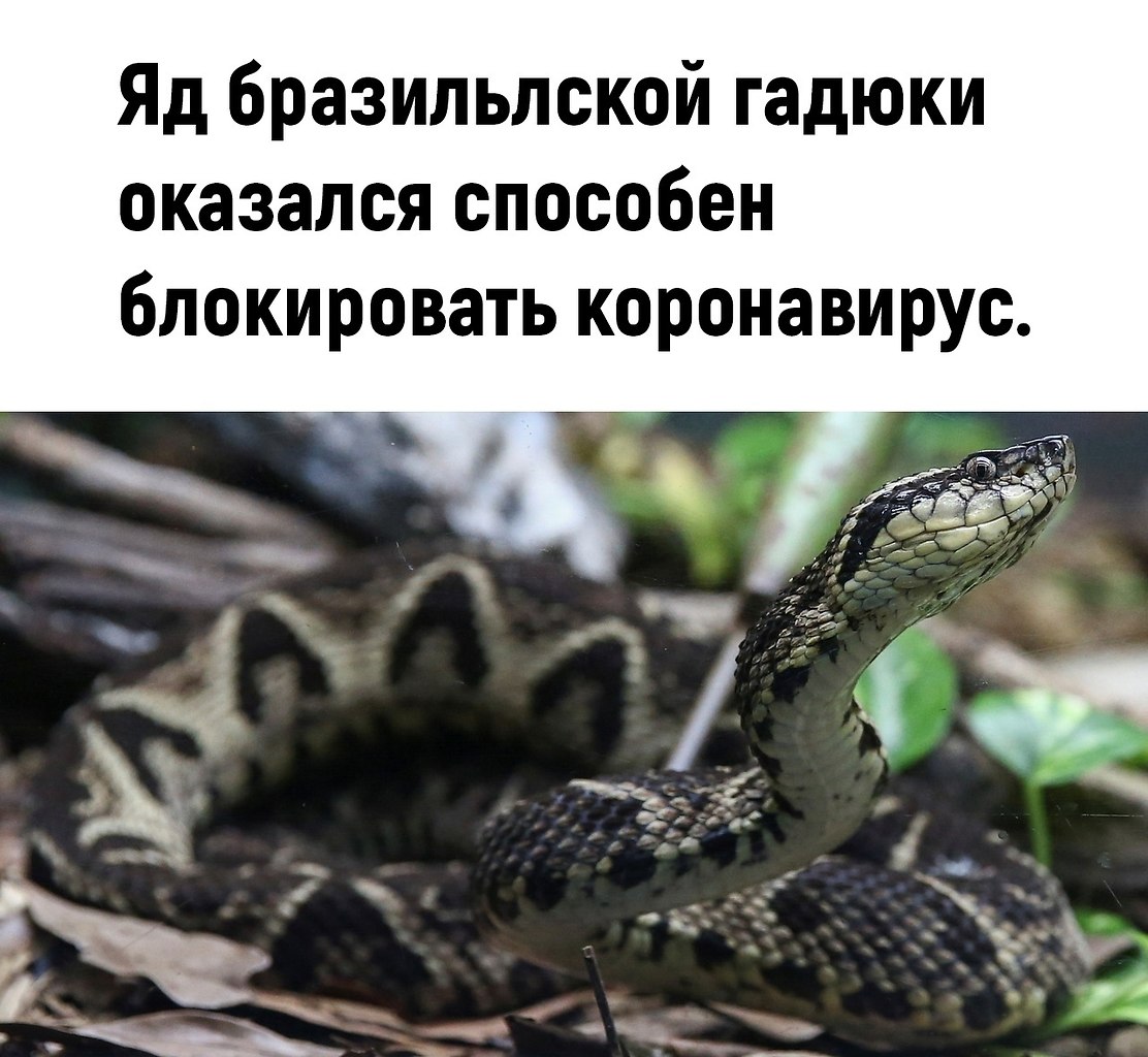 Интересные факты о гадюке