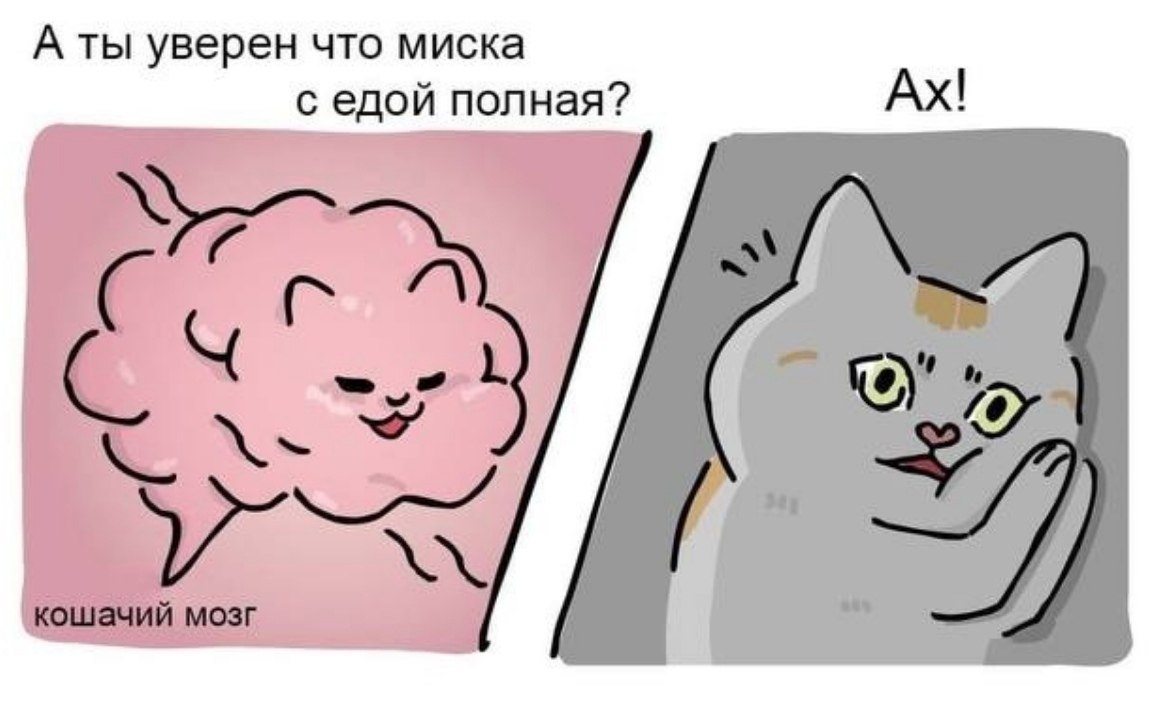 Мозг кота