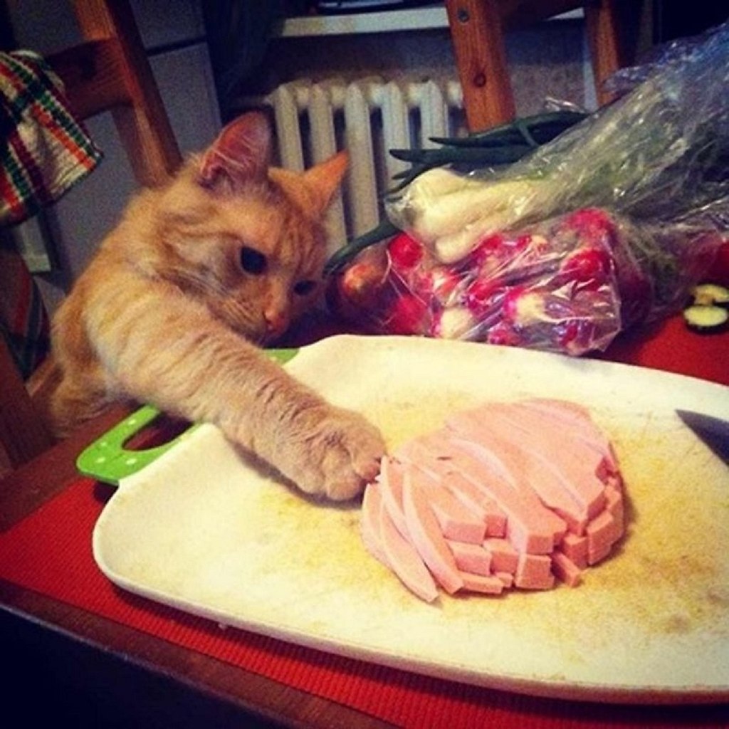 Возьми в лапки. Кот ворует колбасу. Кот ворует еду. Котик ворует колбасу. Кошка с сосисками.