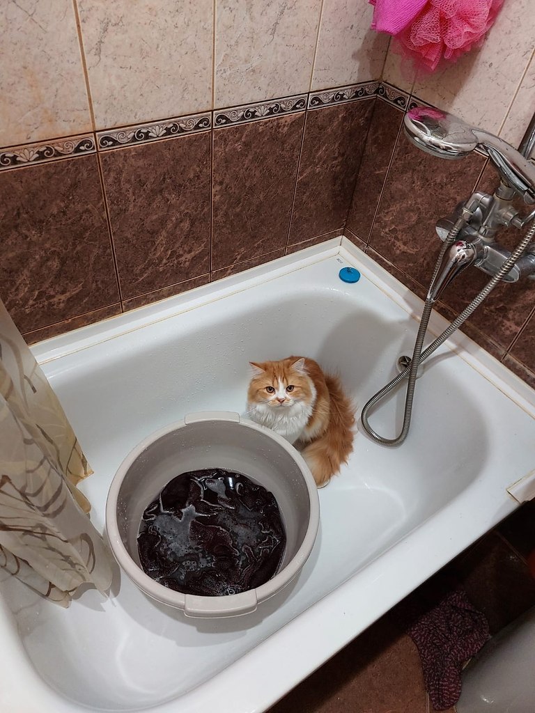 Помощник по хозяйству) - Без кота и жизнь не та , №2525241803 ...