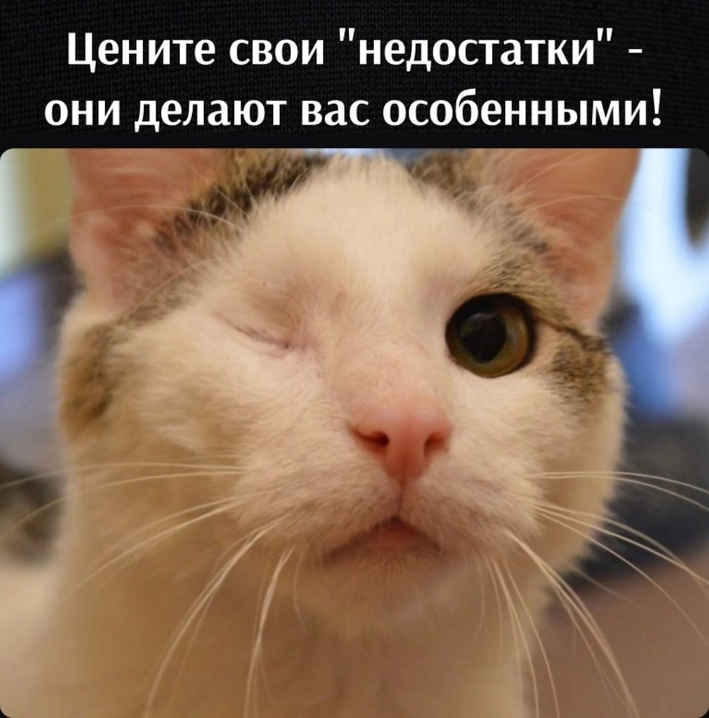 Без котика. Одноглазая кошка. Кот с одним глазом.