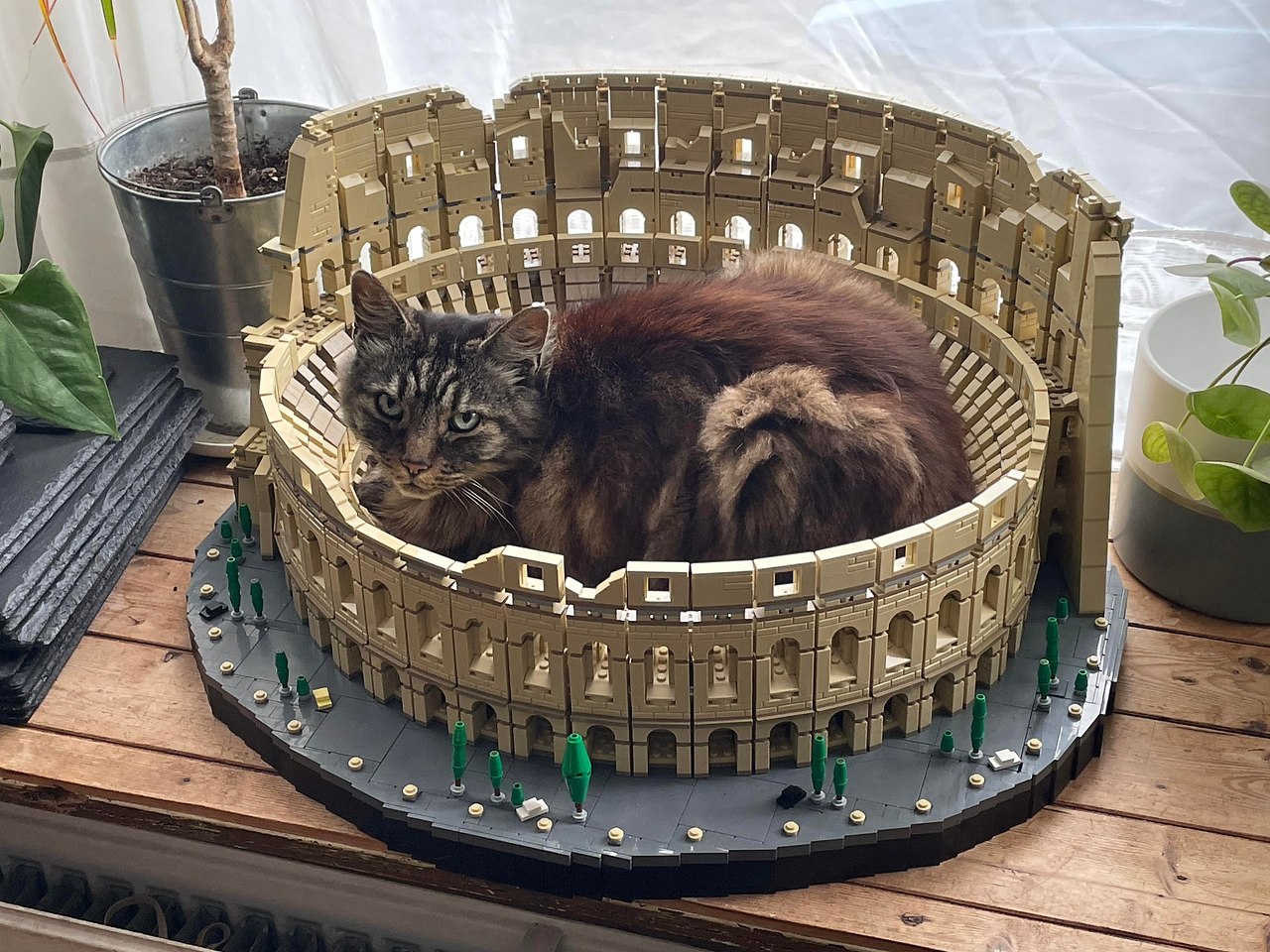Коты в Колизее