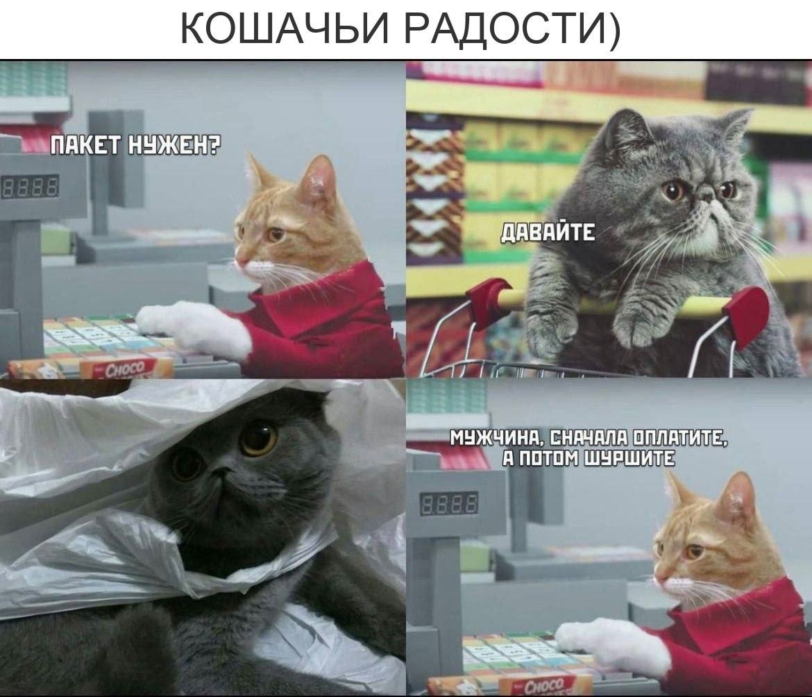Мемы с котиками 2022