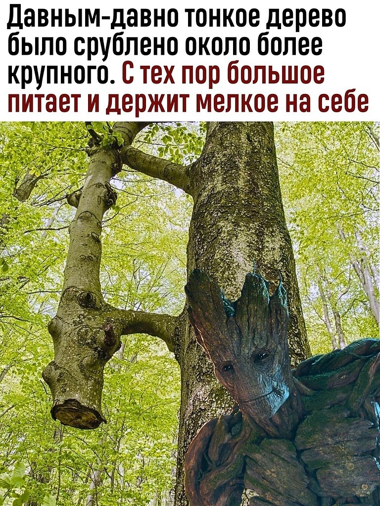 Срубленное дерево не вырастет смысл пословицы. Даже спиливгие дерево хочет жить. срубленное дерево не вырастет смысл. дерево держит падающий дом картинки. даже спиливгие дерево хочет жить статус.