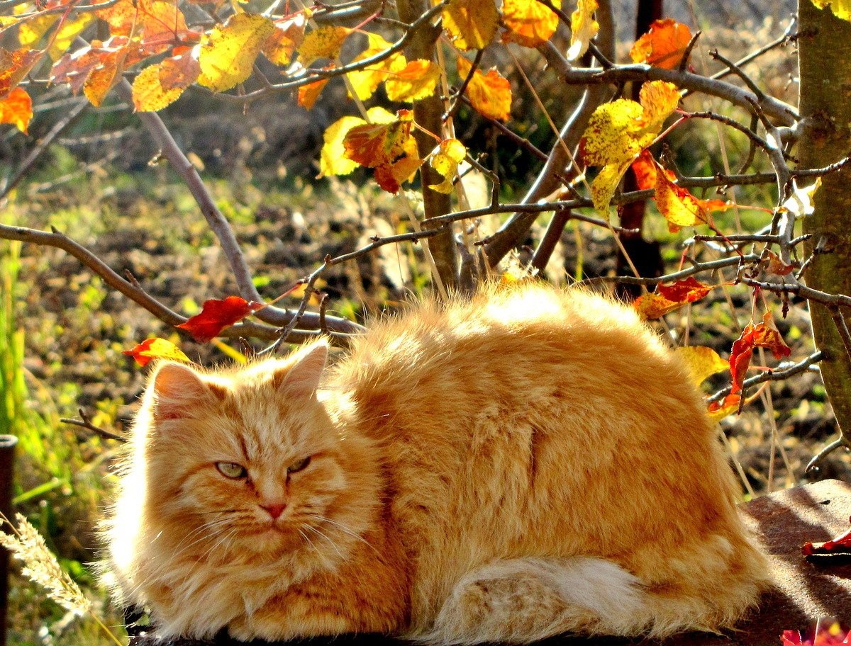 Котики Осенью Фото