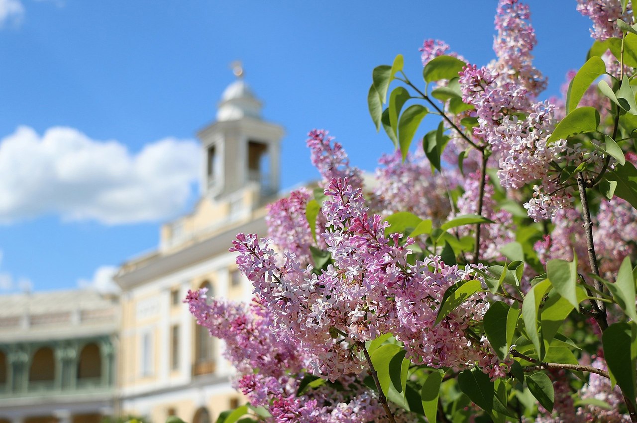 санкт петербург сирень