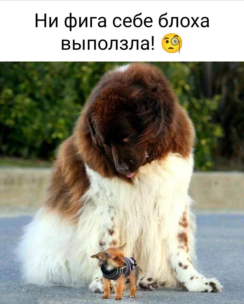 самая собак в мире фото
