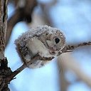���� ����"""""", �����������, 56 ��� - ��������� 9 ��� 2012 � ������ ���� ����������