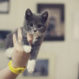 Teyua, ����, 29 ���