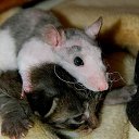 ���� Ninon, ���� - ��������� 20 ������� 2009 � ������ ����������� ����Ȼ