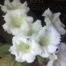 ���� �����, ������, 43 ���� - ��������� 4 ������� 2010