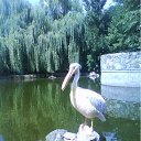 ���� ������� .).).), ����������� - ��������� 31 ������� 2011 � ������ ���������� ������.�