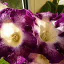 Tigrina viol �� ������� ���� ���������