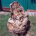 ���� ����, �������, 52 ���� - ��������� 18 ���� 2013 � ������ ���� ����������