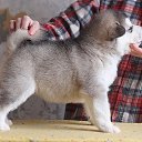  Angel, , 39  -  16  2010   