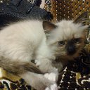 ���� �������, ��������� - ��������� 26 ������ 2013 � ������ ����������))�