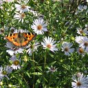 ���� �������, ��������, 37 ��� - ��������� 2 ������ 2009 � ������ ������ � �����