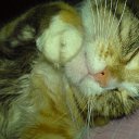 ���� ������, ����, 47 ��� - ��������� 21 ���� 2010 � ������ �������