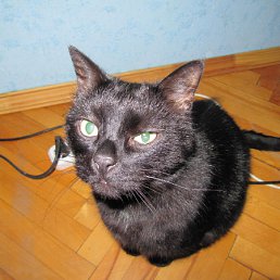 ���� ��������, ������, 42 ���� - ��������� 30 ���� 2010