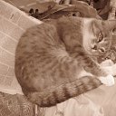 ���� �����, ��������� - ��������� 18 ������� 2011 � ������ ������