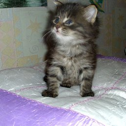 ���� ��������, ������, 58 ��� - ��������� 12 ��� 2013