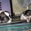 ���� �������, ��������, 66 ��� - ��������� 20 ������� 2012 � ������ ���� ����������