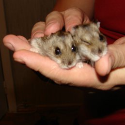 ���� Denis, ������������, 45 ��� - ��������� 10 ������� 2011