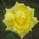  Igor, , 51  -  29  2013    