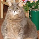 ���� Ninon, ���� - ��������� 20 ������� 2009 � ������ ����������� ����Ȼ