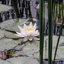 ���� �������, ������, 55 ��� - ��������� 21 ���� 2010