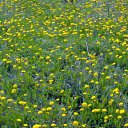 ������������� ���� �� ������� ���� ����������