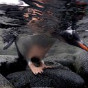 ���� ����� - ���������� ��������!!!, �����������, 56 ��� - ��������� 20 ������� 2009 � ������ ������������� ��������� � ��������� ���!�