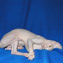 ���� ����� Sphinx, �����, 46 ��� - ��������� 6 ������� 2012