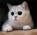 ��������, ������������, 54 ����