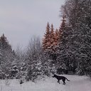 ���� ���, ������ - ��������� 6 ������ 2010 � ������ �In Memory of Nos, The Dog (R.I.P)�