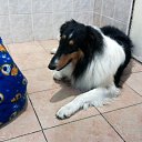 Sami, Collie tricolor, de la casa �� ������� ���� ����������