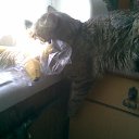  (  ), , 44  -  25  2011   