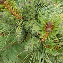 ���� ����, �����-���������, 66 ��� - ��������� 15 ����� 2012 � ������ ���� ����������