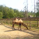  D.s., , 38  -  28  2011    2010, 