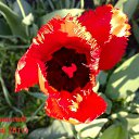 ���� Yiwangna***, ������ - ��������� 5 ��� 2012 � ������ ���������� ����� �������...�