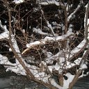 ���� ������, ��������, 33 ���� - ��������� 12 ������ 2011 � ������ �������