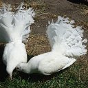  Ammar, , 38  -  23  2013    