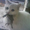  E.lena, , 62  -  22  2011    