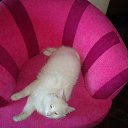 ���� �������, �����-���������, 61 ��� - ��������� 17 ���� 2010 � ������ ���� �����