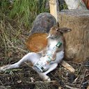 ���� �������, ������ ��������, 41 ��� - ��������� 14 �������� 2011 � ������ �������