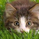 ���� ����, ������, 23 ���� - ��������� 1 ������� 2013 � ������ ���� ����������