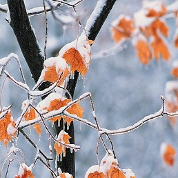 ���� Winston, �����, 41 ��� - ��������� 2 �������� 2011